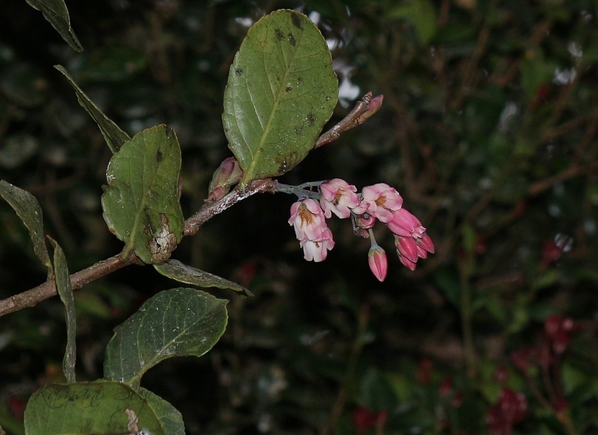 Vaccinium symplocifolium (D.Don ex G.Don) Alston